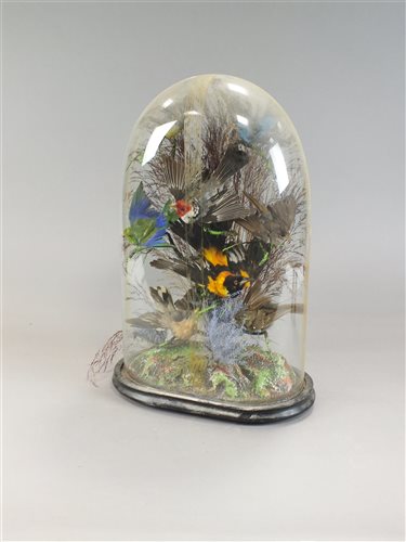 Lot 238 - A Victorian taxidermy diorama of exotic birds in domed glass display case