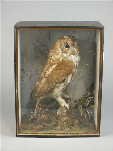 Lot 261 - Taxidermy late Victorian tawny owl