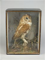 Lot 261 - Taxidermy late Victorian tawny owl