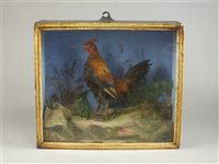 Lot 262 - A late Victorian / Edwardian taxidermy bantam cock