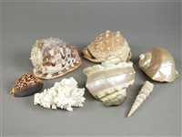 Lot 321 - Two boxes of seashells including nautilus shells (quantity)