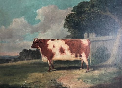 Lot 410 - Richard Whitford, prize cow, oil on canvas
