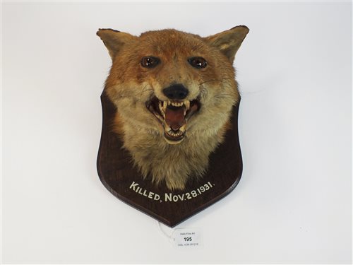 Lot 195 - A taxidermy mounted fox head