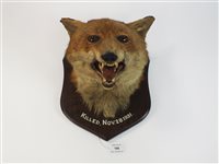 Lot 195 - A taxidermy mounted fox head