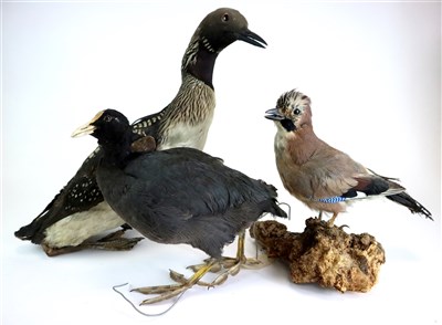 Lot 400 - Three antique taxidermy birds