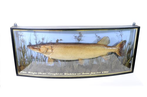 Lot 417 - Taxidermy: A cased pike, 20th century