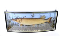 Lot 417 - Taxidermy: A cased pike, 20th century