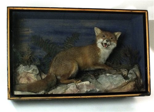 Lot 648 - An Edwardian cased taxidermy group of a fox and its prey.