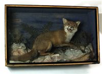 Lot 648 - An Edwardian cased taxidermy group of a fox and its prey.