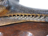 Lot 418 - Taxidermy:  A late Victorian head of a gharial