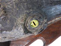 Lot 418 - Taxidermy:  A late Victorian head of a gharial