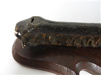 Lot 418 - Taxidermy:  A late Victorian head of a gharial