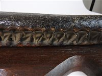 Lot 418 - Taxidermy:  A late Victorian head of a gharial