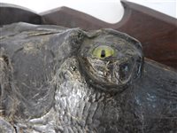Lot 418 - Taxidermy:  A late Victorian head of a gharial