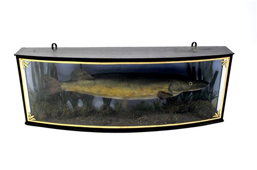 Lot 649 - Taxidermy: An Edwardian cased pike