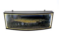 Lot 649 - Taxidermy: An Edwardian cased pike