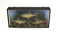 Lot 420 - Taxidermy:  An Edwardian set of cased fish