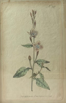 Lot 147 - Botanical prints and watercolours