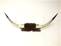 Lot 735 - A large pair of wall hanging mounted cattle horns