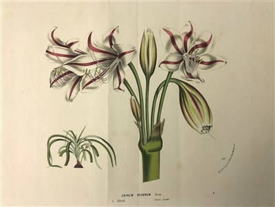 Lot 184 - Unframed botanical illustrations