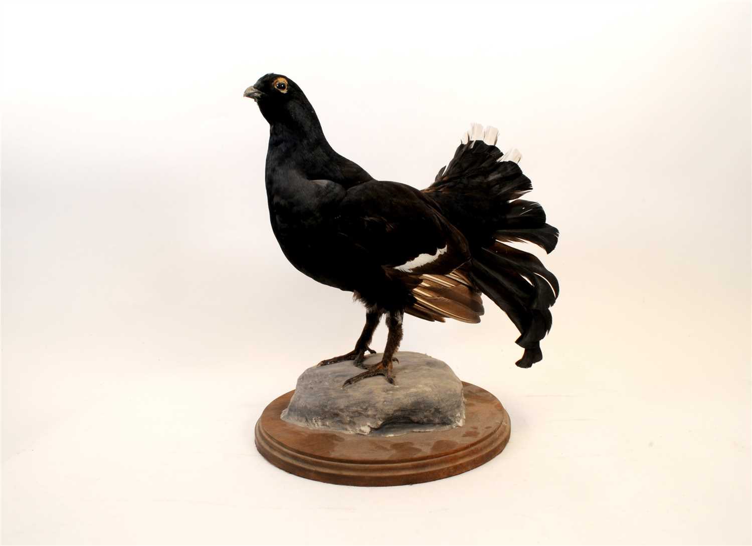 Lot 579 - An Edwardian taxidermy black grouse