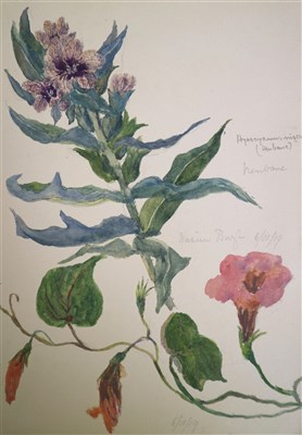 Lot 146 - Early 20th century sketchbooks containing botanical studies from Pakistan and India