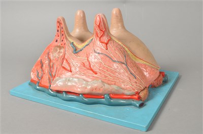 Lot 301 - A 20th century painted composite scientific / anatomical model of bovine udders