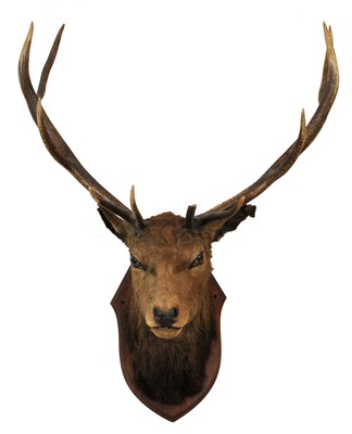 Lot 248 - A late Victorian / early Edwardian taxidermy mounted stag's mask