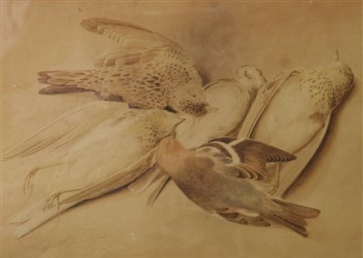 Lot 54 - Collection of still lifes of dead birds