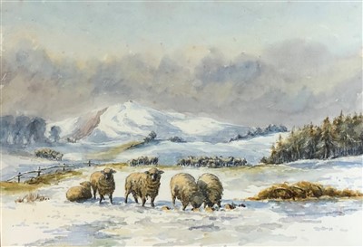 Lot 134 - Sheep watercolour