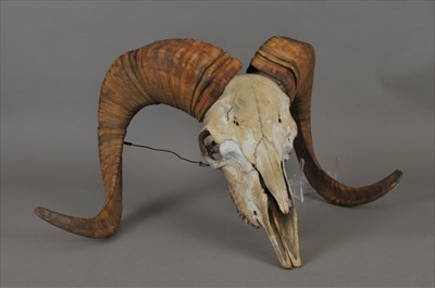 Lot 438 - A very large antique wall-hanging ram's skull