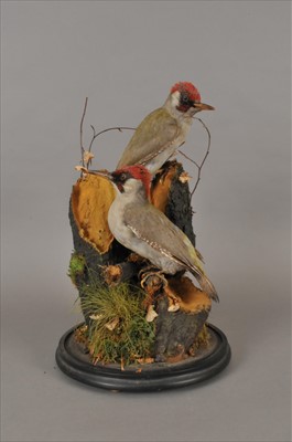 Lot 481 - A pair of Edwardian taxidermy Green Woodpeckers
