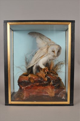 Lot 276 - A cased Edwardian taxidermy barn owl (tyto alba)