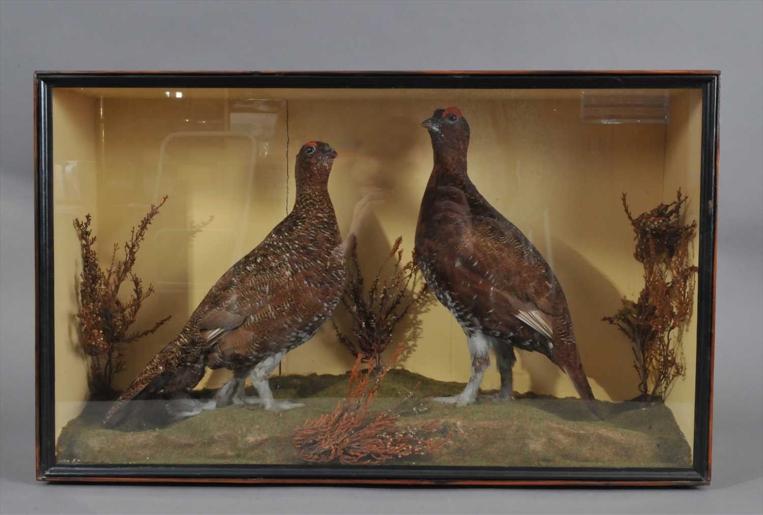 Lot 479 - A cased pair of taxidermy red grouse
