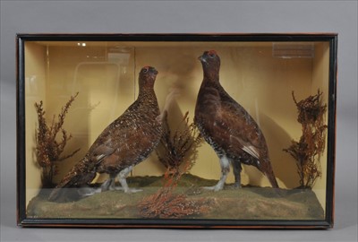 Lot 479 - A cased pair of taxidermy red grouse