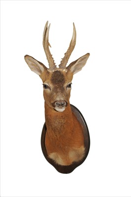 Lot 647 - Attributed to Adrian Johnstone, a contemporary taxidermy study of a roe deer buck