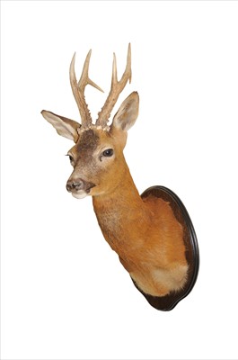 Lot 647 - Attributed to Adrian Johnstone, a contemporary taxidermy study of a roe deer buck