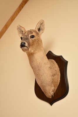 Lot 252 - A taxidermy doe head and neck, 20th century,...