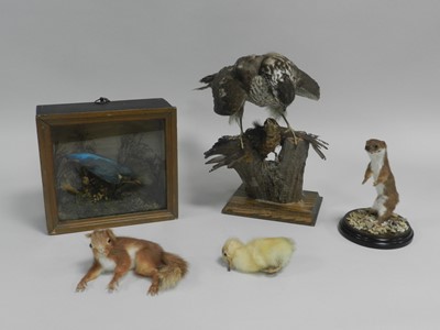 Lot 394 - A taxidermy sparrow hawk group with captured...