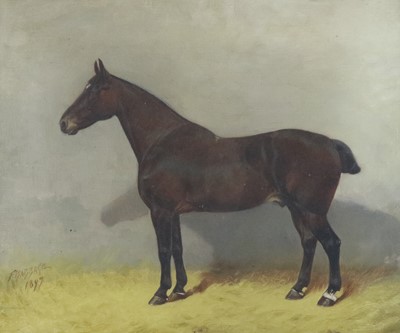 Lot 117 - Frank Babbage (British 1858-1916) Equine Study of Paddy