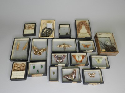 Lot 302 - A collection of insect, butterfly and other artefacts