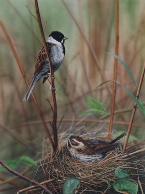Lot 86 - Nigel Artingstall (British b.1963) Nesting Birds
