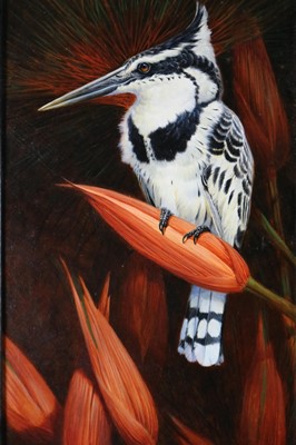 Lot 255 - David Orr Kerr (British b.1951), Pied Kingfisher