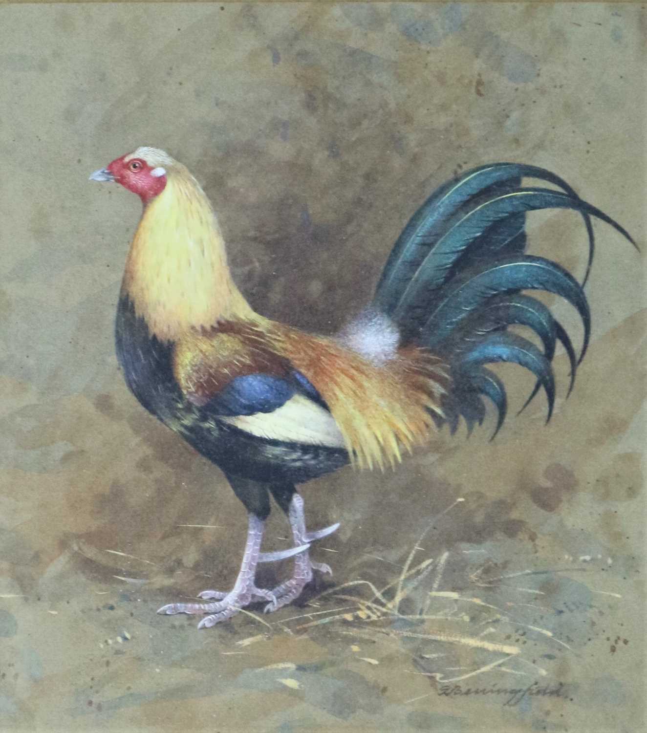 Lot 93 - Gordon Beningfield (British, 1936-1998), Gamecock