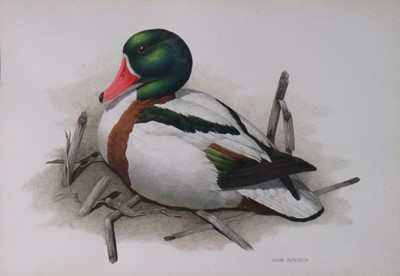 Lot 288 - Silvia Domenech (British, 20th century), Sitting Duck