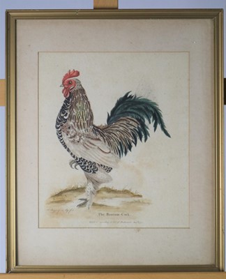 Lot 101 - Two late 18th/early 19th century coloured etchings, of a 'bantam cock' and duck