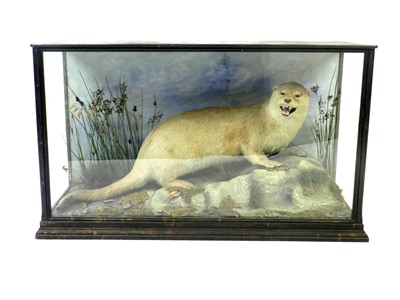 Lot 447 - Taxidermy: A cased European otter