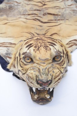Lot 34 - Taxidermy: a full tiger skin rug with head