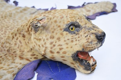 Lot 35 - Taxidermy: a full leopard skin rug with head