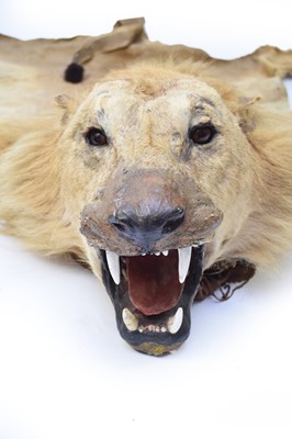 Lot 148 - Taxidermy: a full lion skin rug with head